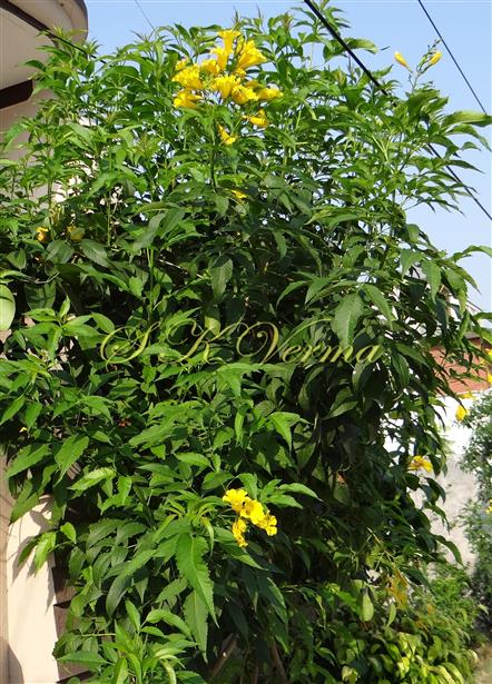  Plant